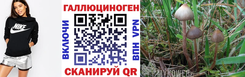 ссылка на мегу онион  Ипатово  Галлюциногенные грибы Psilocybe 